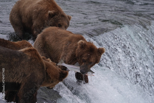 Wallpaper Mural Brown Bear Torontodigital.ca