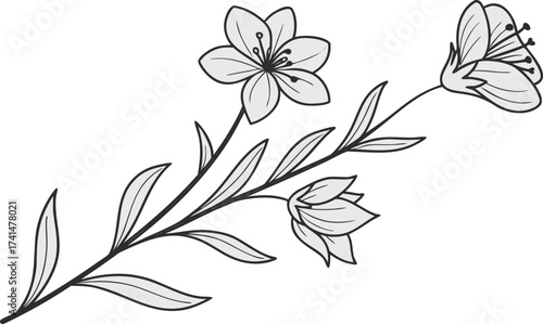 black and white flowers