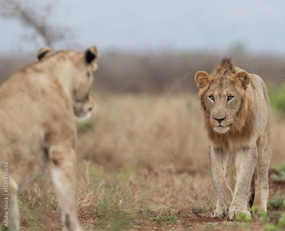 Obraz premium Lion introduction during mating in South Africa 