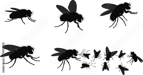 Fly silhouette vector set with multiple poses, insect anatomy, flying group, and pest control theme for nature and educational use.