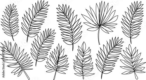 Set of tropical palm leaves line art vector illustration isolated on white background
