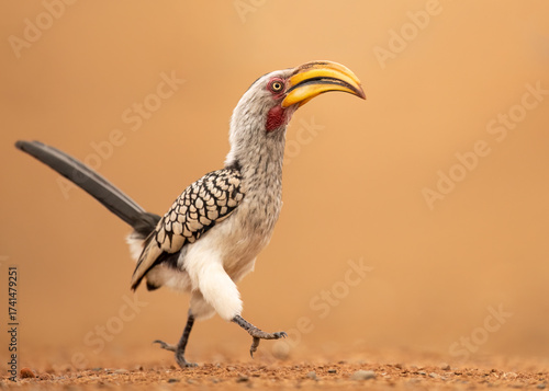 Fotografia The southern yellow-billed hornbill (Tockus leucomelas) is a hornbill found in southern Africa