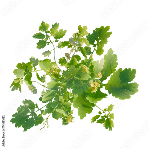 Wallpaper Mural Chelidonium majus Tree plan, top view, cutout, transparent background, isolate, Celandine plant with vibrant green leaves for natural herbal remedy Torontodigital.ca