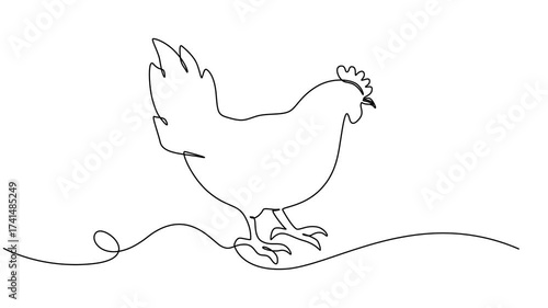 Farm chicken, Self drawing one line animation, Poultry and domestic animal concept, Continuous line art or One Line chicken drawing for vector illustration, farm business. chicken drawing concept.