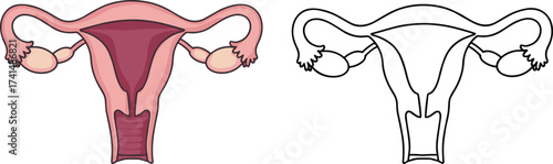 Female reproductive system anatomy illustration, uterus and ovaries diagram, medical vector drawing for gynecology, biology education, healthcare awareness, human body structure design
