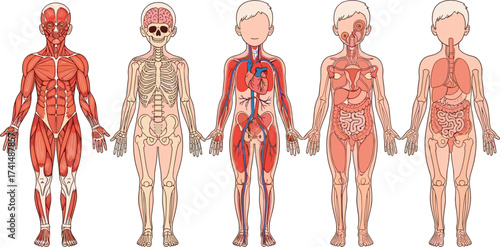 Human anatomy systems illustration, muscular system, skeletal system, circulatory system, endocrine system, digestive system, respiratory system, educational medical diagram, biology science poster