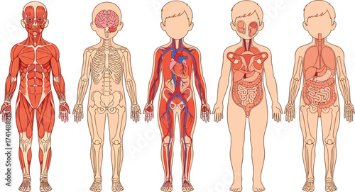 Human body anatomy for kids, muscular system illustration, skeletal system diagram, circulatory system chart, internal organs vector, digestive system, medical education resource