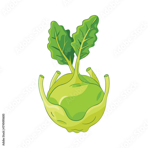 Vector illustration Green kohlrabi vegetable with leafy green tops and stems food