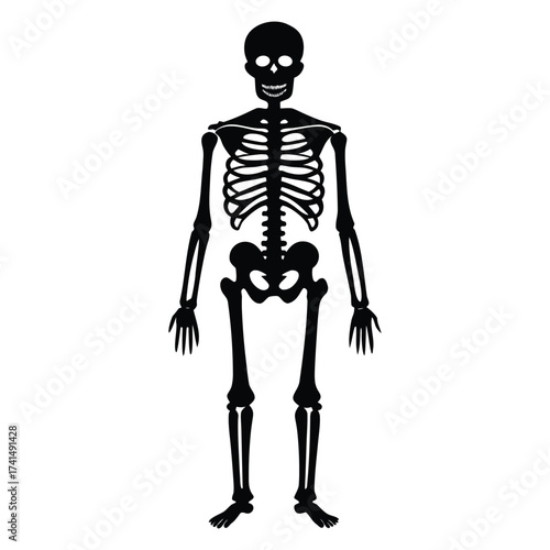 Human skeleton silhouette isolated on transparent background