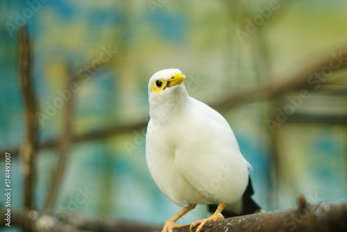 A portrait of a Bali Myna (Leucopsar rothschildi), also known as the Bali Starling. This critically endangered bird, endemic to Bali, Indonesia, is perched on a branch, showcasing its beautiful white 