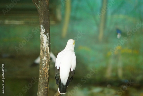 A portrait of a Bali Myna (Leucopsar rothschildi), also known as the Bali Starling. This critically endangered bird, endemic to Bali, Indonesia, is perched on a branch, showcasing its beautiful white 