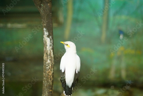 A portrait of a Bali Myna (Leucopsar rothschildi), also known as the Bali Starling. This critically endangered bird, endemic to Bali, Indonesia, is perched on a branch, showcasing its beautiful white 