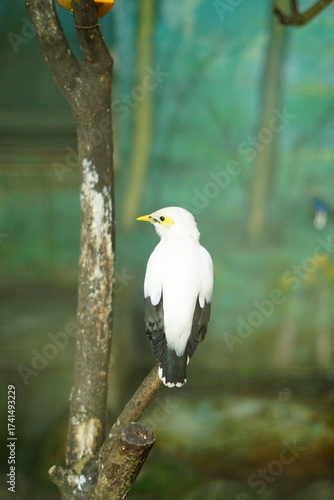 A portrait of a Bali Myna (Leucopsar rothschildi), also known as the Bali Starling. This critically endangered bird, endemic to Bali, Indonesia, is perched on a branch, showcasing its beautiful white 