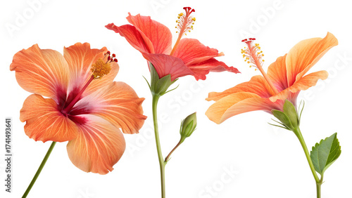 Bright large orange hibiscus flower. Flowers of Chinese hibiscus, China rose, Hawaiian hibiscus, rose mallow , shoeblack plant (Hibiscus rosa-sinensis). 