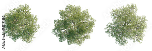 Salix matsudana Tree plan, top view, cutout, transparent background, isolate, Top view of lush green trees, perfect for architectural visualization