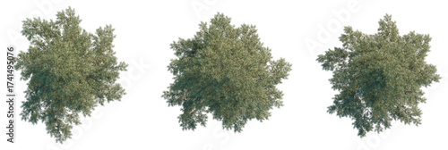Chamaecyparis lawsoniana Tree plan, top view, cutout, transparent background, isolate, Top down view of three lush green trees, perfect for landscaping projects