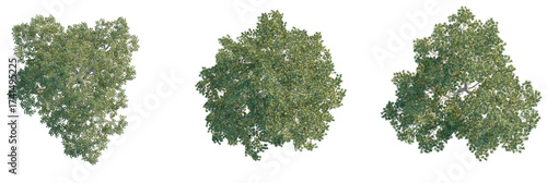 Картината върху платно Quercus laevis Tree plan, top view, cutout, transparent background, isolate, Thr