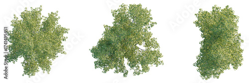 Populus tomentosa Tree plan, top view, cutout, transparent background, isolate, Lush green trees viewed from above, perfect for architectural visualization