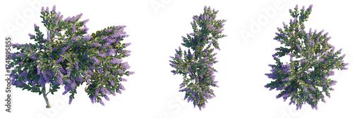 Petrea volubilis Tree plan, top view, cutout, transparent background, isolate, Vibrant flowering shrub bursts with purple blossoms in natural light