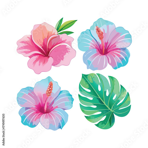 Vector illustration Pink and blue hibiscus flowers with green monstera leaf tropical