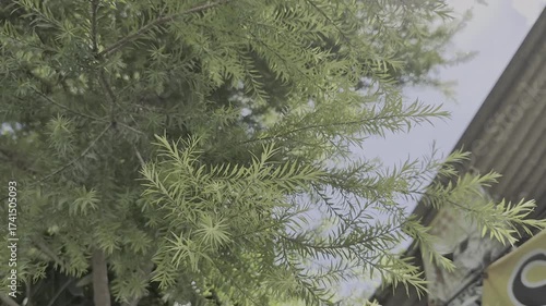 Natural Background of Lush Green Plant Branches