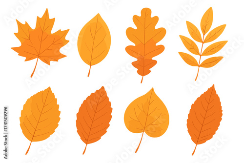 Autumn leaves set. Vector collection of orange and yellow fall foliage. Includes maple, oak, birch, and rowan leaf illustrations. Seasonal nature elements isolated on white.