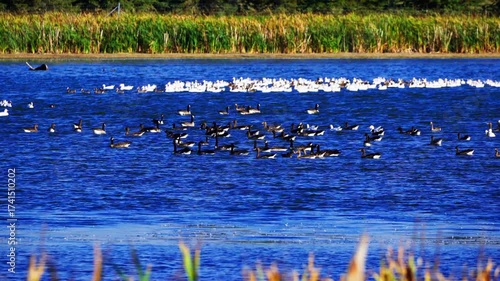Real-time 4K video of wild geese, including common and Canadian species, flying and landing on a calm natural lake under a clear blue summer sky. 