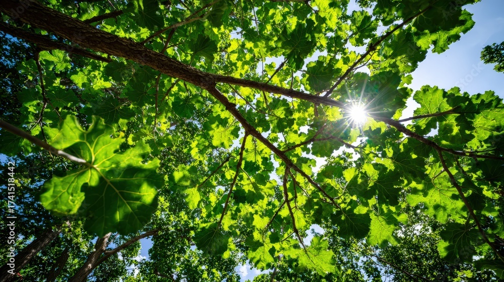 Fototapeta premium Sunlight filtering through lush green leaves in vibrant nature scene