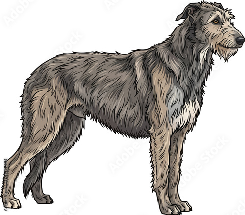 scottish deerhound dog standing side profile view vector illustration