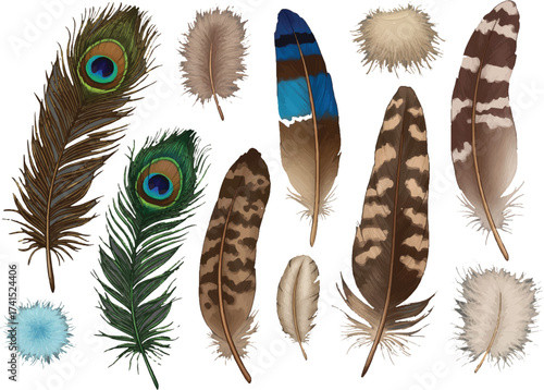Peacock feather isolated on white background decorative nature art vector illustration