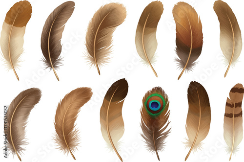 Feather illustration with soft design and natural bird elements on white background