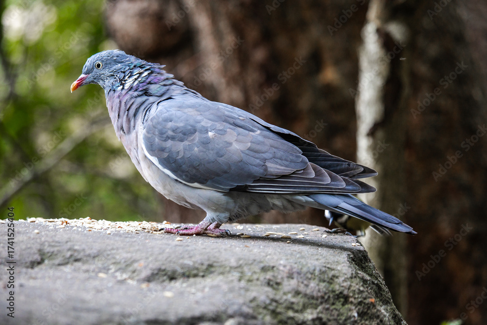 Obraz premium A Eurasian Collared-Dove strolls along a sunlit wall, its soft gray plumage and distinctive black crescent collar contrasting with the rustic texture. A serene and elegant sight.