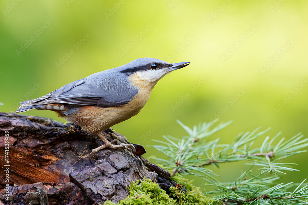 Naklejka premium bird in nature