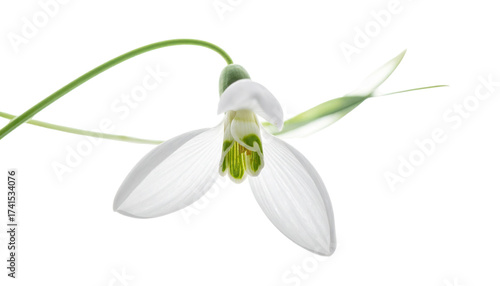 Close-up of delicate white snowdrop flower.  Its graceful,  arching stems and petals are softly lit.  Pale green accents show details