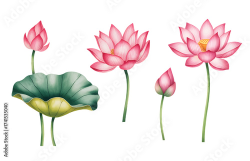 Lotus floral for textile print. lotus blossoms with leaves illustration.