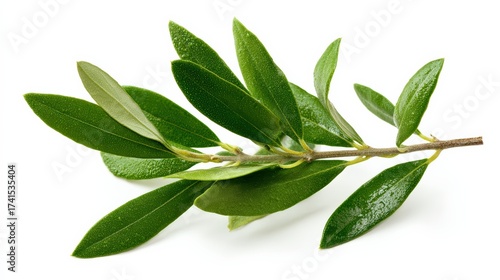 Fresh green olive branch with leaves isolated on white background
