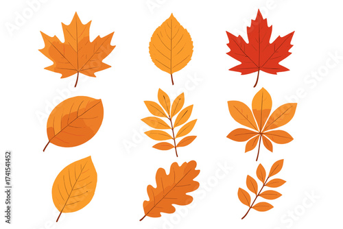 Set of colorful autumn leaves vector illustration. Fall foliage collection with maple, oak, and chestnut leaves. Isolated on white for seasonal design. Natural elements.