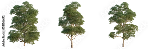 Obraz Ulmus lamellosa  tree cutout, front view, transparent background, isolate, Realistic trees for architectural visualization and design projects