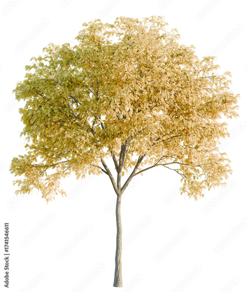 Fototapeta premium Robinia tree cutout, front view, transparent background, isolate, Golden autumn tree with vibrant yellow leaves, perfect for nature scenes