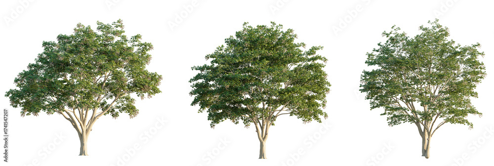 Fototapeta premium Firmiana simplex tree cutout, front view, transparent background, isolate, Lush green trees with full foliage, perfect for architectural visualization