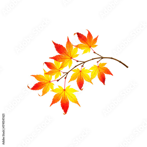 Stunning maple leaves in autumn colors, vibrant design element perfect for fall promotions, seasonal graphic design and artistic compositions