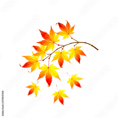 Stunning autumn foliage with vibrant yellow and red maple leaves, perfect for seasonal designs and adding a touch of fall's beauty