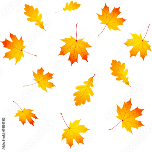 Capture the essence of autumn with vibrant fall leaves, perfect for seasonal designs and warm, inviting creative projects this season