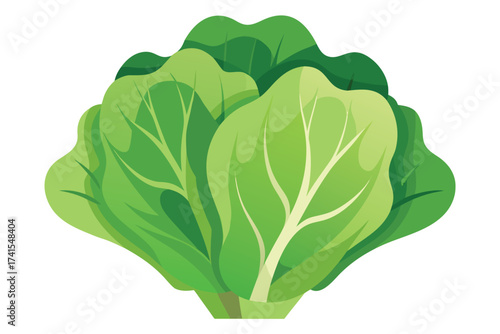 Vector illustration of a lettuce