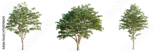 Firmiana simplex  tree cutout, front view, transparent background, isolate, Lush green trees with detailed bark and foliage, perfect for design