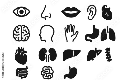 Human anatomy icon set. Vector collection of internal organs and body parts. Simple pictograms of eye, brain, heart, lungs, liver, kidneys, stomach, intestine, and spine.