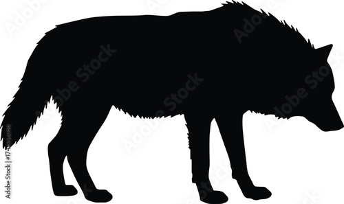 A black silhouette of a wolf standing alert on a white background isolated on white background