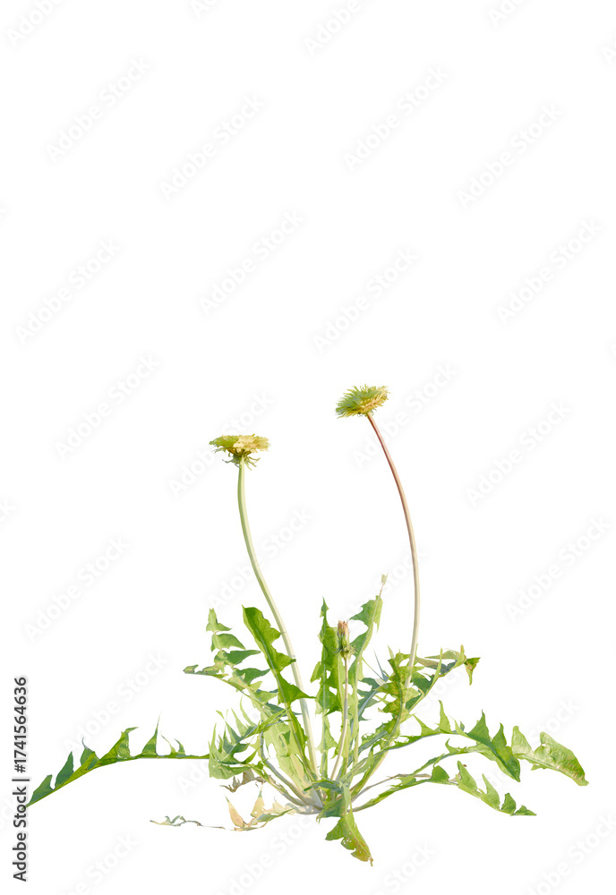 Naklejka premium Taraxacum tree cutout, front view, transparent background, isolate, Two delicate yellow dandelions blooming in bright sunlight