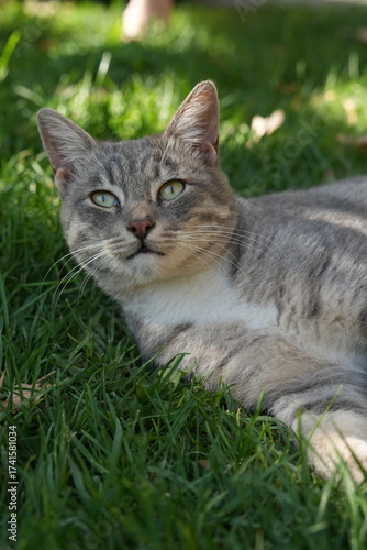 Wallpaper Mural European Cat
Cat Breed
A breed of short-haired domestic cat that was developed by European breeders and cat lovers in the mid-20th century. Torontodigital.ca