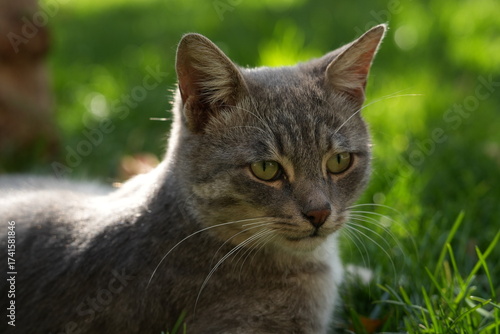 European Cat
Cat Breed
A breed of short-haired domestic cat that was developed by European breeders and cat lovers in the mid-20th century.